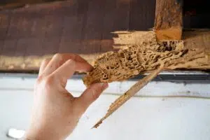 Why new homes are still at risk for termites and what builders don't tell you vanguard termite control termite treatment termite inspection pest inspection pest treatment termite extermination pest extermination exterminate