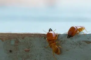 Repairing Termite Damage: Restoring Your Home’s Integrity Vanguard Termite Control Inspection Free Redwood City California Bay Area