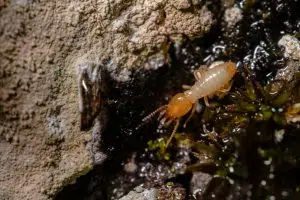how to pest proof your home year round how to keep my home house pest free termite control pest control termite inspection free redwood city california bay area san francisco