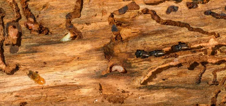 termite inspection checklist 10 signs you shouldn't ignore termite inspection termite treatment pest treatment vanguard termite control fumigation redwood city california bay area