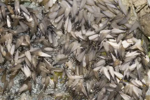 winged flying termites termite control pest control home fumigation extermination exterminator inspection treatment repair solutions restore damage california redwood city