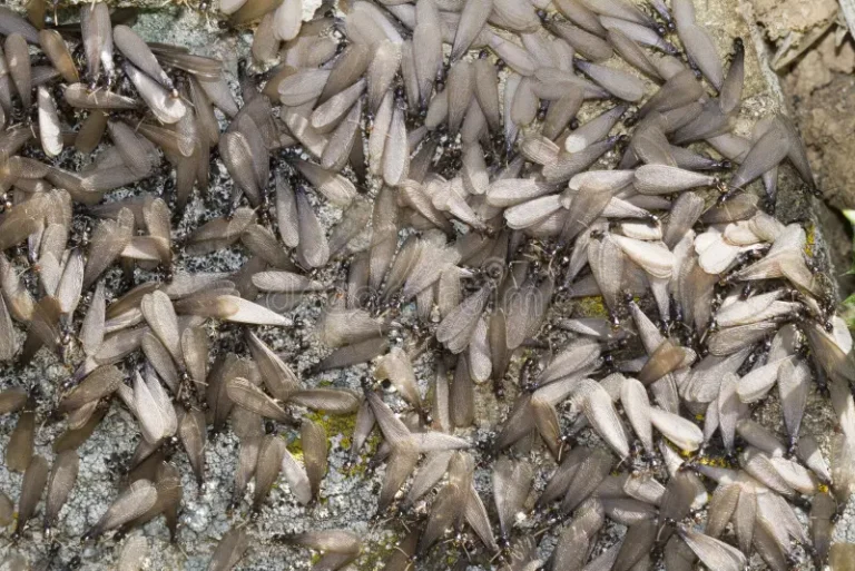 winged flying termites termite control pest control home fumigation extermination exterminator inspection treatment repair solutions restore damage california redwood city